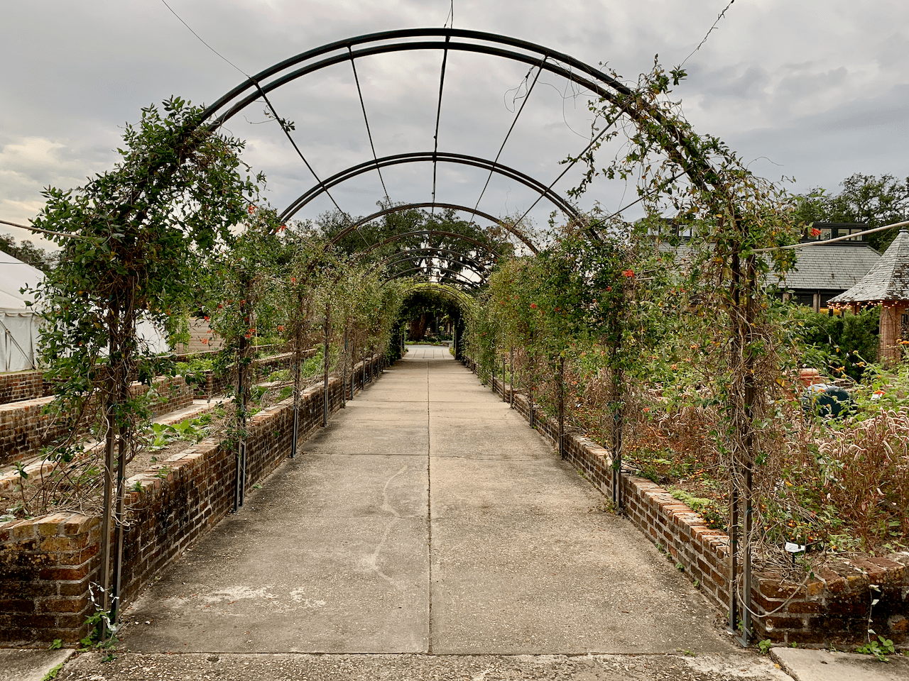 Garden pathway with metal arches forming a tunnel covered with climbing plants